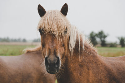 Portrait of horse on field