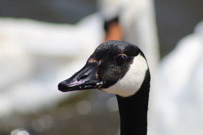 Close-up of a bird