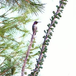 Low angle view of bird perching on branch