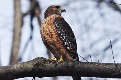 bird