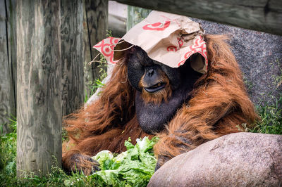 Close-up of orangutan sitting with paper amidst wooden post at zoo