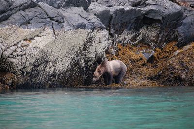 View of brown bear on rock
