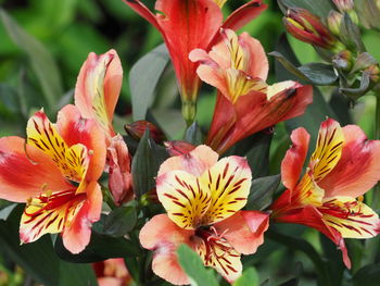 Close-up of red flowering plant