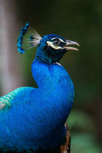 Close-up of peacock