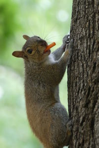 Squirrel on tree trunk