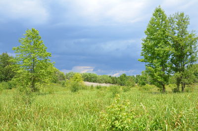 Trees on field against sky