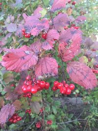 Close-up of pink flowers on tree
