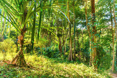 Scenic view of forest