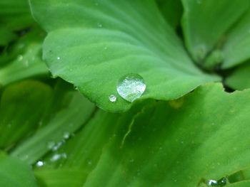 Close-up of raindrops on leaves