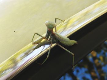 Close-up of insect on railing