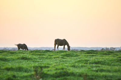 Horses grazing on field against clear sky