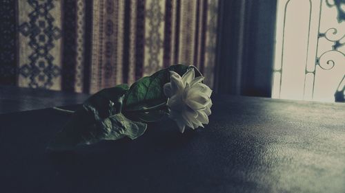 Close-up of rose against window