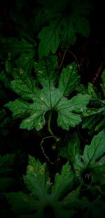 High angle view of leaves on field