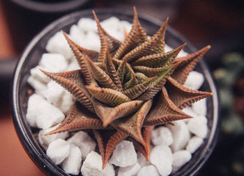 High angle view of succulent plant