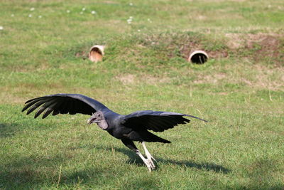 Bird flying over a field