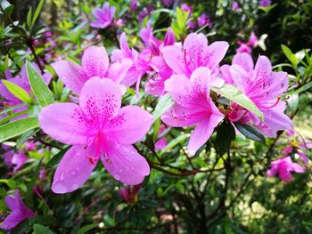 Close-up of pink orchids