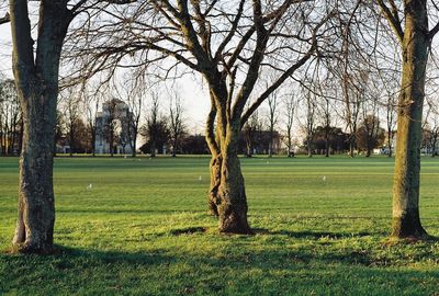 Bare tree on grassy field in park