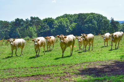 Cows grazing on field against sky