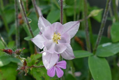 Close-up of white flowering plant