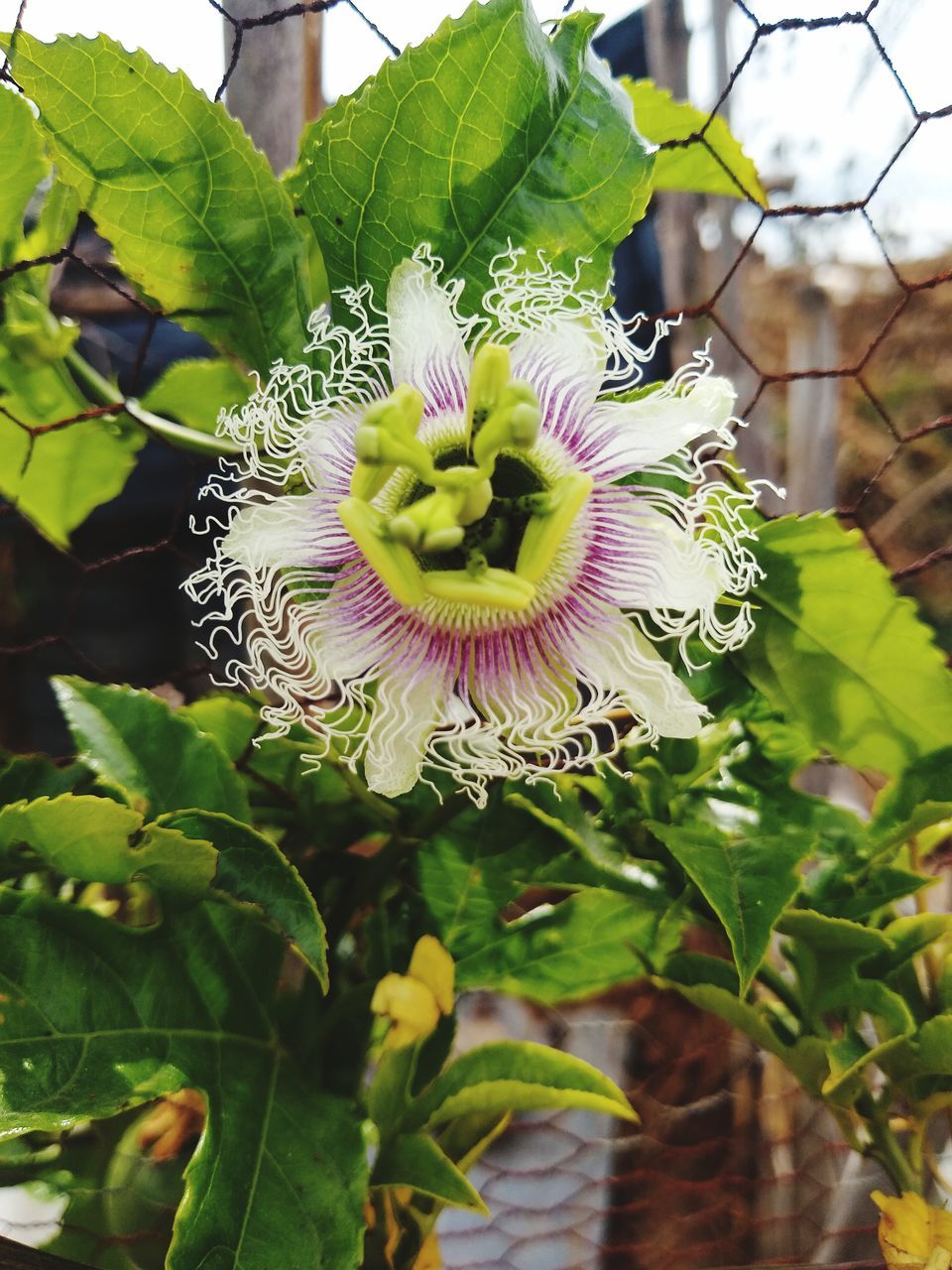 CLOSE-UP OF FLOWERING PLANT IN BLOOM