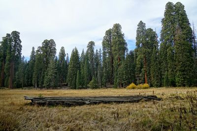 Scenic view of trees in forest against sky