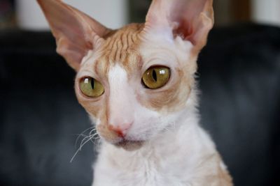 Cornish rex cat 