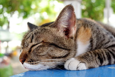 Close-up of a cat sleeping