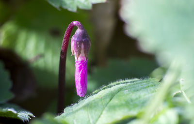 Close-up of purple flower blooming outdoors