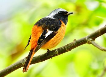 Close-up of bird perching on branch