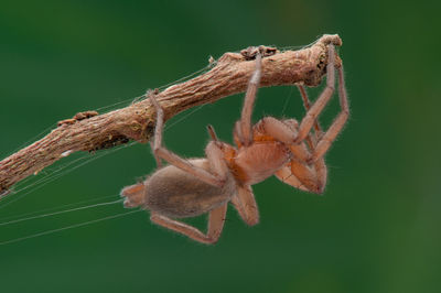 Close-up of insect on leaf