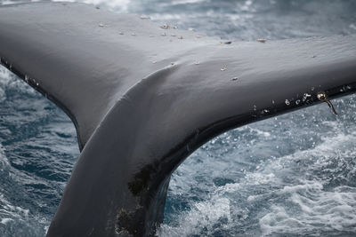 Close up of the fluke of a humpback whale outside elephant island, antarctica.