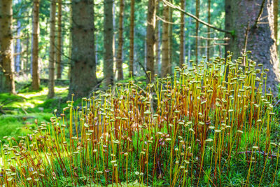 Bamboo trees in forest