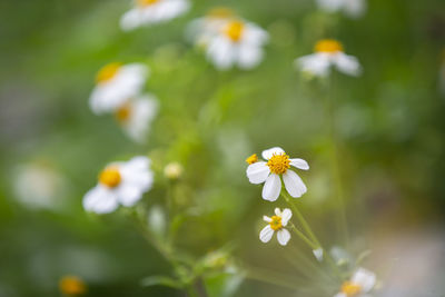 Close-up of white flowering plant on field