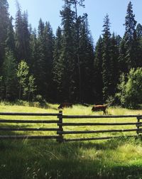 Scenic view of landscape