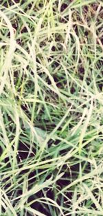 grass