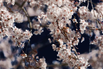 Close-up of cherry blossom