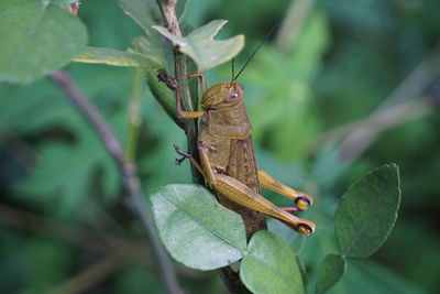 Close-up of grasshopper on leaf