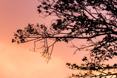 Low angle view of silhouette tree against orange sky