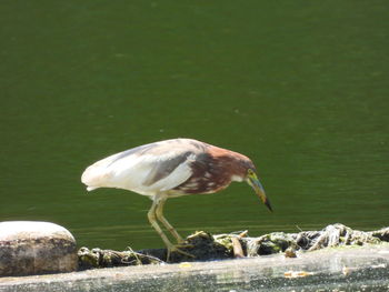Bird perching on rock by lake