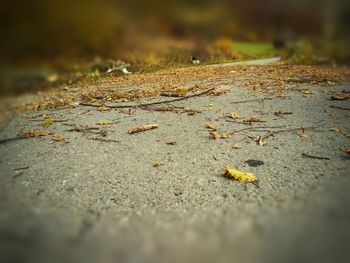 Surface level of fallen leaves on footpath