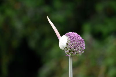 Close-up of purple flowering plant