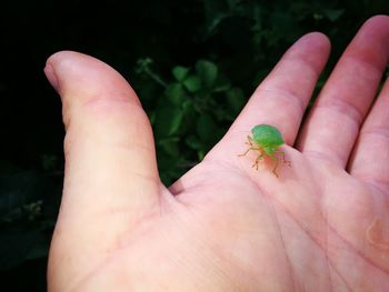 Close-up of insect on hand