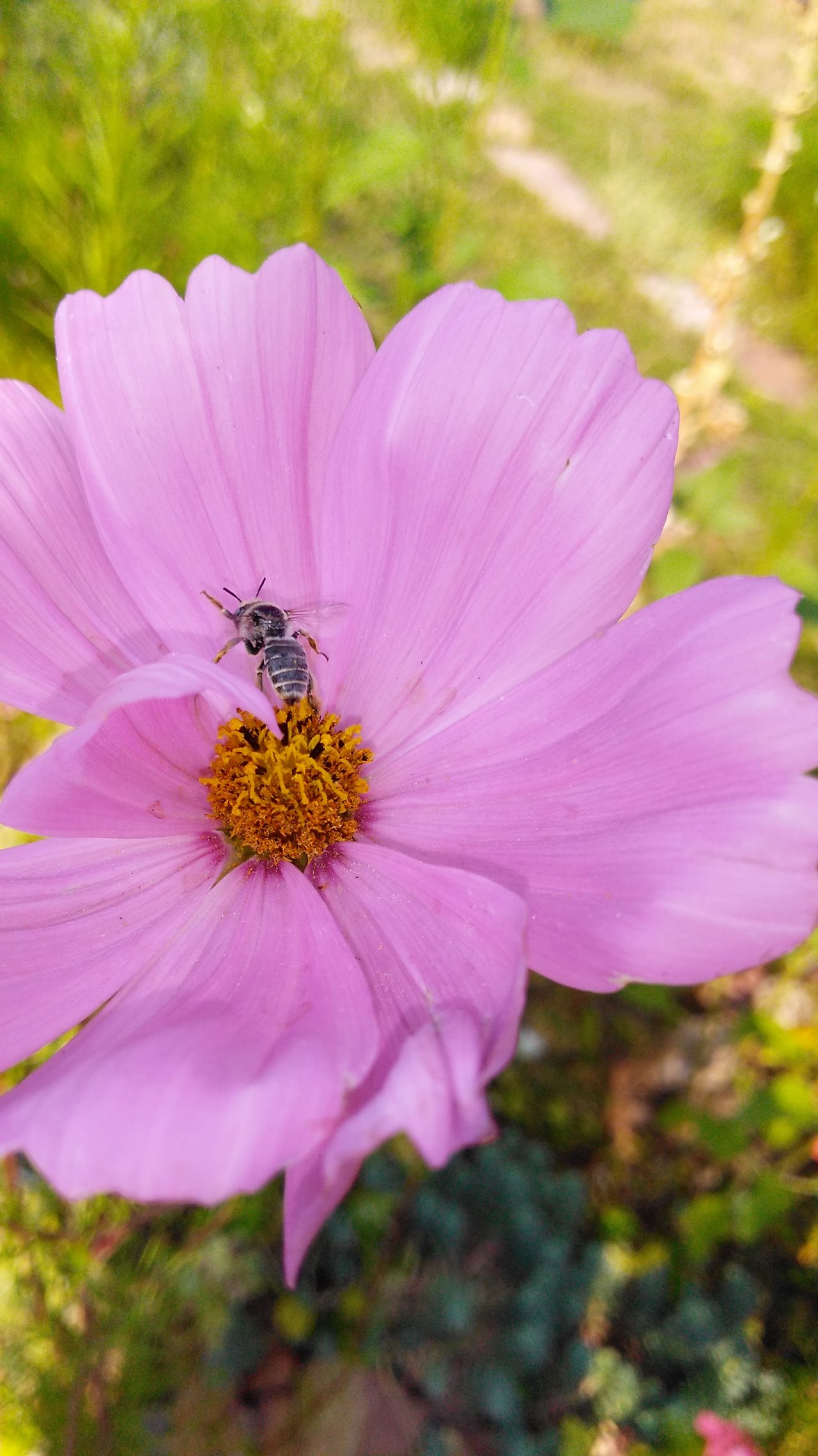 Very small bee