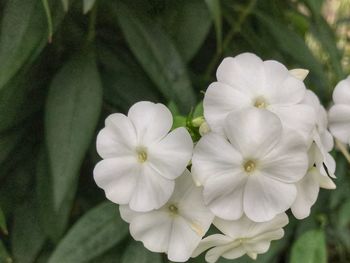 Close-up of flowers blooming outdoors