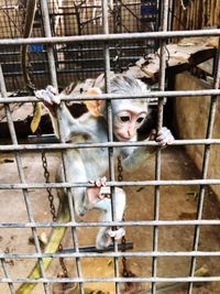 Monkey in cage