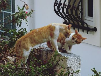 Cat sitting outdoors