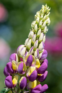 Close up of a purple and yellow lupin flower in bloom