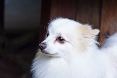 Close-up of dog looking away