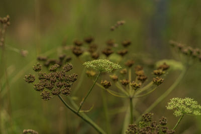 Close-up of flowering plant on field