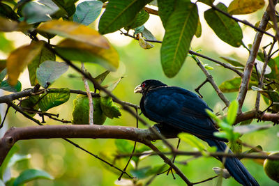 Low angle view of bird perching on branch